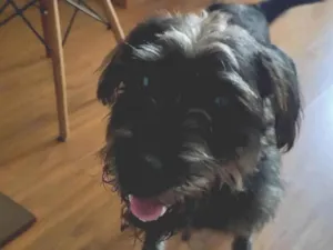 Cachorro raça SRD-ViraLata idade 2 anos nome Duque 