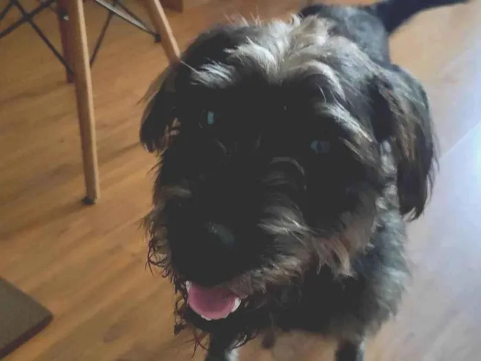 Cachorro ra a SRD-ViraLata idade 2 anos nome Duque 