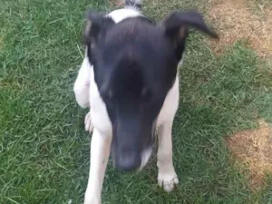 Cachorro raça SRD-ViraLata idade 2 a 6 meses nome Zéca