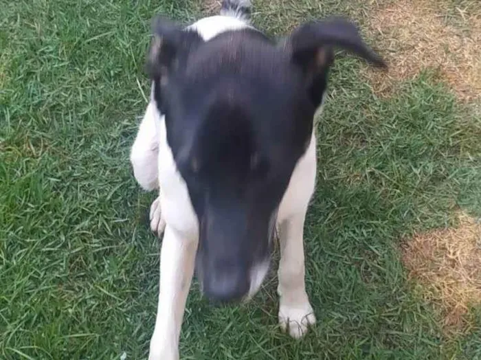 Cachorro ra a SRD-ViraLata idade 2 a 6 meses nome Zéca