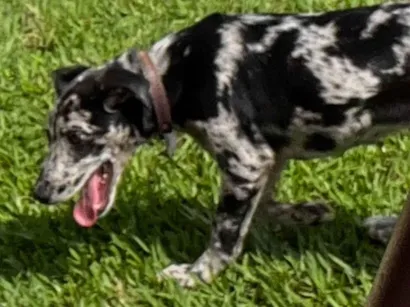 Cachorro raça SRD-ViraLata idade 7 a 11 meses nome LUNA