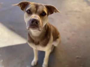 Cachorro raça SRD-ViraLata idade 2 a 6 meses nome Luke 