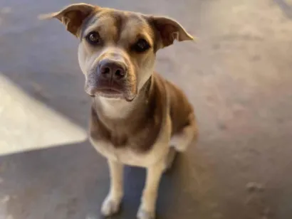 Cachorro raça SRD-ViraLata idade 2 a 6 meses nome Luke 
