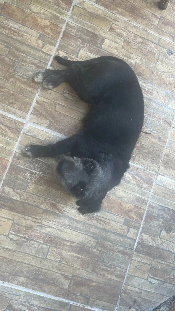 Cachorro ra a Poodle idade 3 anos nome Nyna 