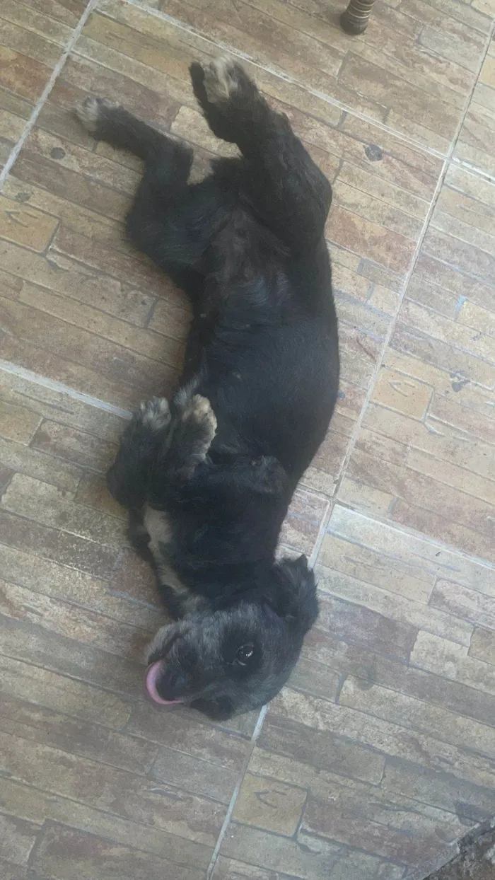 Cachorro ra a Poodle idade 3 anos nome Nyna 