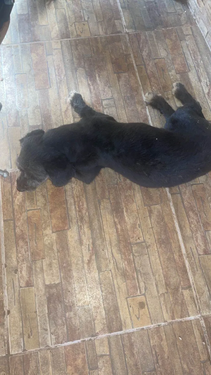 Cachorro ra a Poodle idade 3 anos nome Nyna 