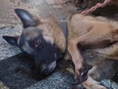 Cachorro raça Pastor Alemão idade 3 anos nome Loki