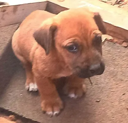 Cachorro raça SRD-ViraLata  idade 2 a 6 meses nome "Mini-Bravo"