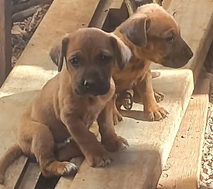 Cachorro ra a SRD-ViraLata  idade 2 a 6 meses nome "Mini-Bravo"