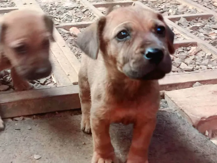 Cachorro ra a SRD-ViraLata  idade 2 a 6 meses nome "Mini-Bravo"
