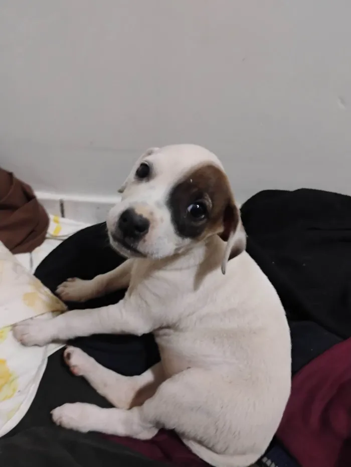 Cachorro ra a SRD-ViraLata idade Abaixo de 2 meses nome Pituca