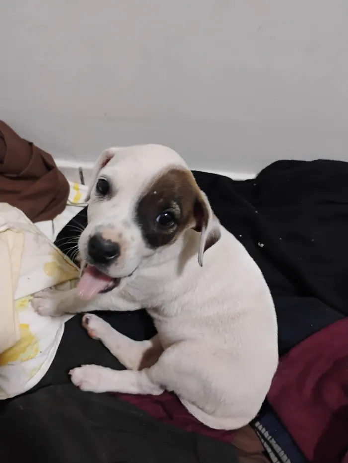 Cachorro ra a SRD-ViraLata idade Abaixo de 2 meses nome Pituca
