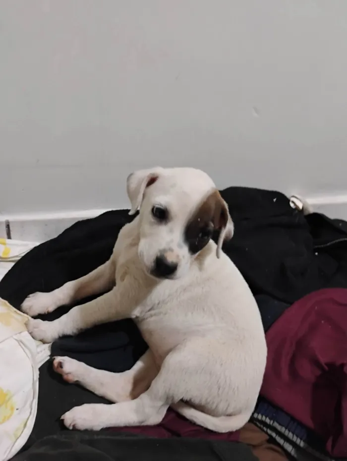 Cachorro ra a SRD-ViraLata idade Abaixo de 2 meses nome Pituca