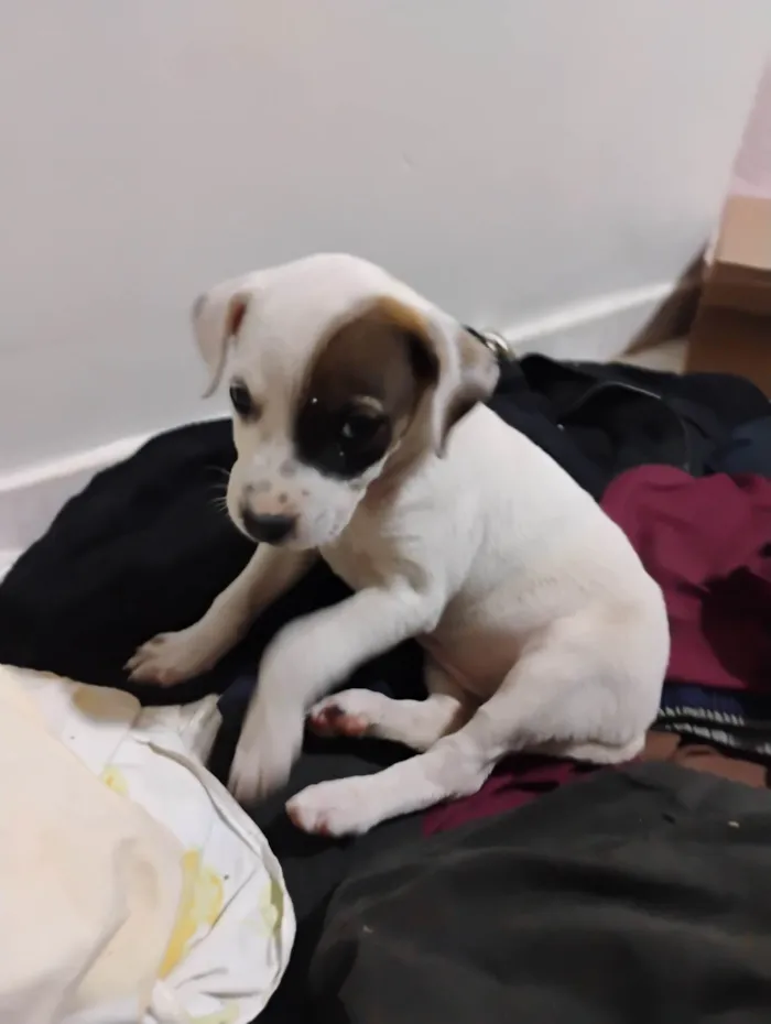Cachorro ra a SRD-ViraLata idade Abaixo de 2 meses nome Pituca