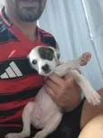 Pituca