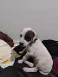 Pituca