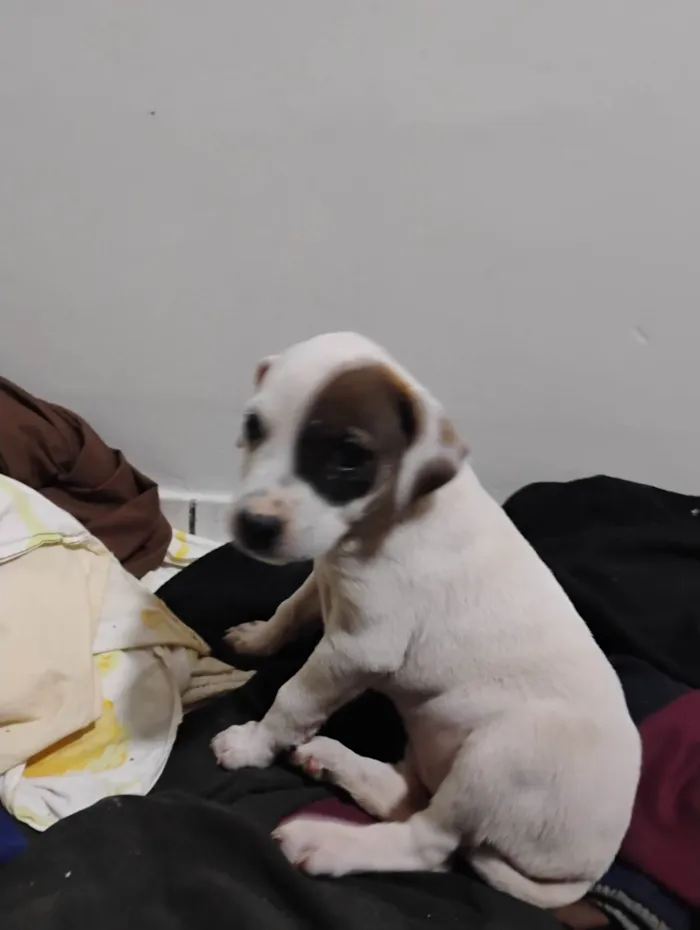 Cachorro ra a SRD-ViraLata idade Abaixo de 2 meses nome Pituca