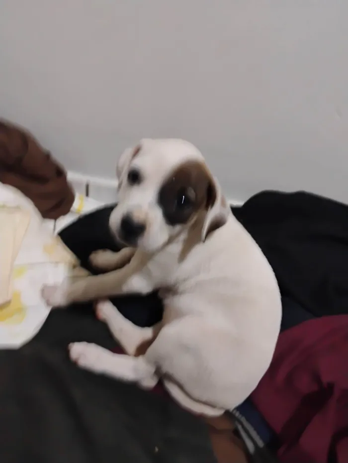 Cachorro ra a SRD-ViraLata idade Abaixo de 2 meses nome Pituca