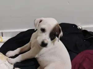 Cachorro raça SRD-ViraLata idade Abaixo de 2 meses nome Pituca