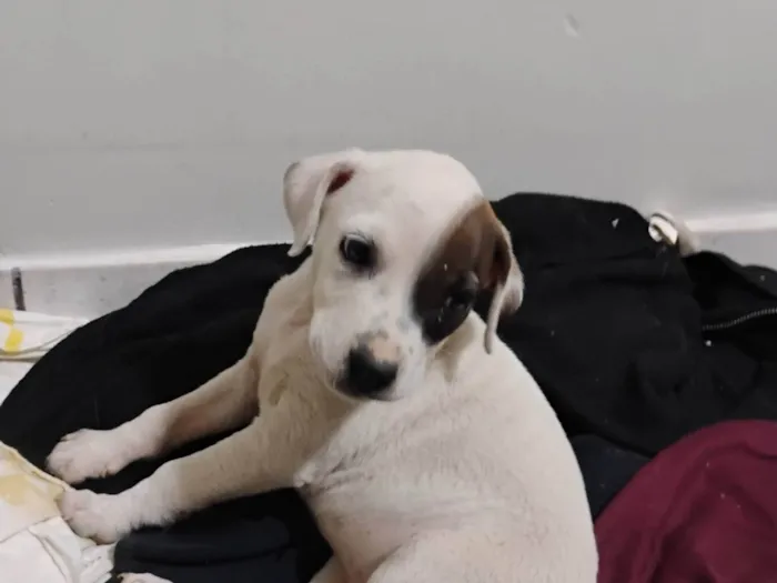 Cachorro ra a SRD-ViraLata idade Abaixo de 2 meses nome Pituca