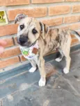 Liko