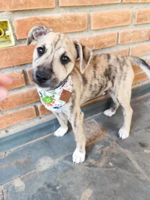 Cachorro raça SRD-ViraLata idade 2 a 6 meses nome Liko