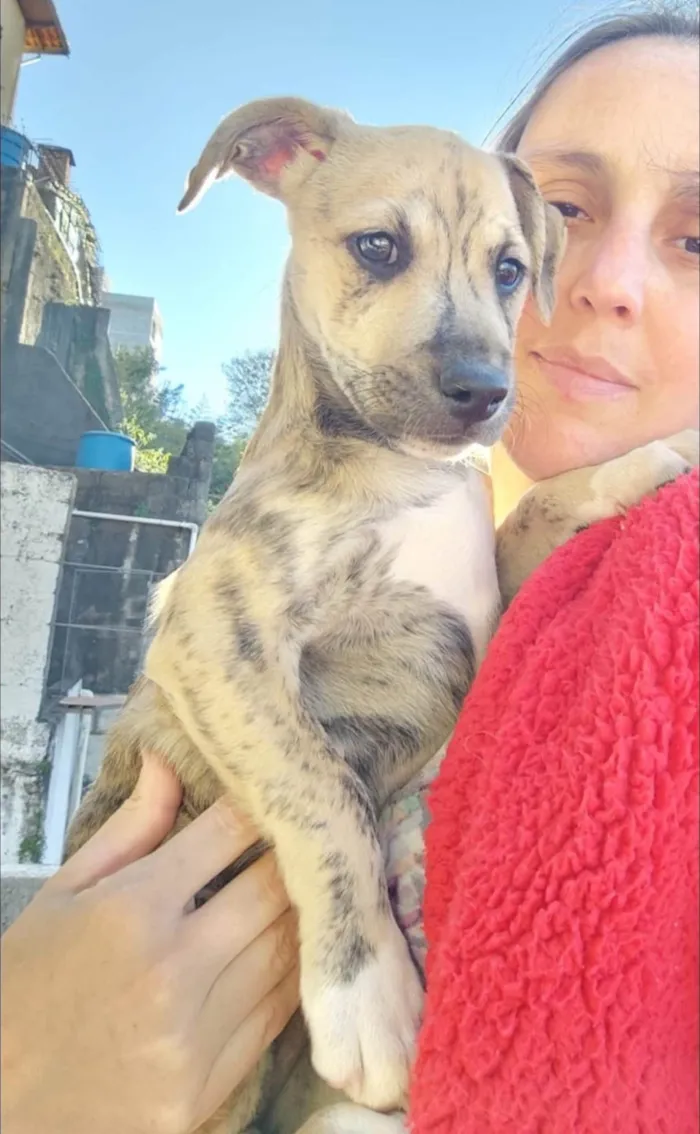 Cachorro ra a SRD-ViraLata idade 2 a 6 meses nome Liko