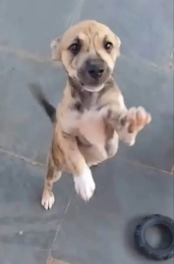 Cachorro ra a SRD-ViraLata idade 2 a 6 meses nome Liko