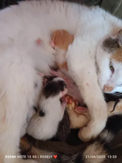Gato raça SRD-ViraLata idade Abaixo de 2 meses nome Sem nome 