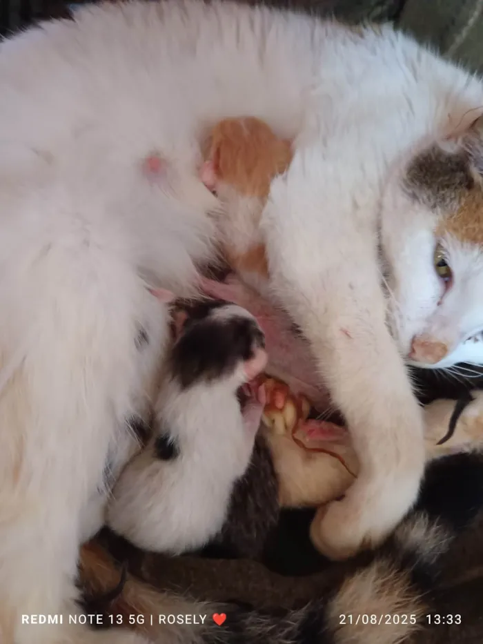 Gato ra a SRD-ViraLata idade Abaixo de 2 meses nome Sem nome 