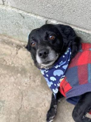 Cachorro raça SRD-ViraLata idade 5 anos nome Lucca