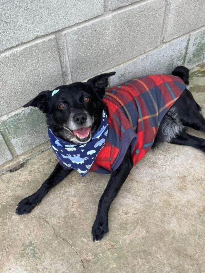 Cachorro ra a SRD-ViraLata idade 5 anos nome Lucca