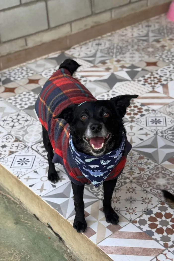 Cachorro ra a SRD-ViraLata idade 5 anos nome Lucca