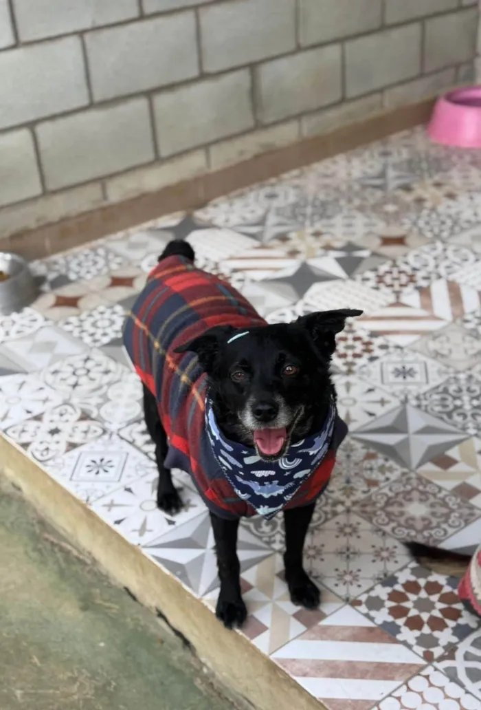 Cachorro ra a SRD-ViraLata idade 5 anos nome Lucca