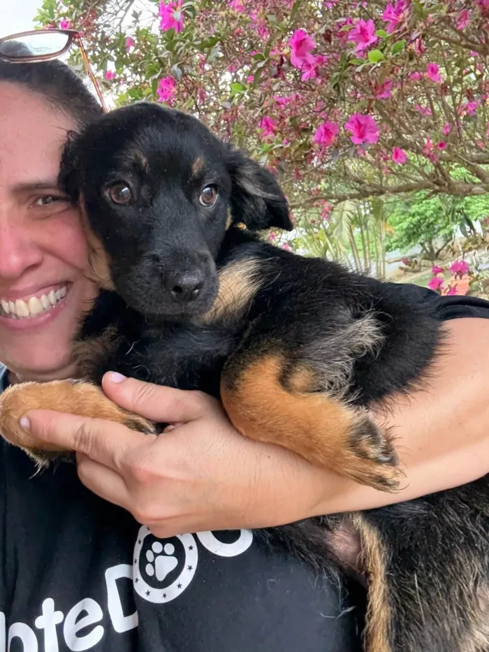 Cachorro ra a SRD-ViraLata idade 2 a 6 meses nome Lipe 