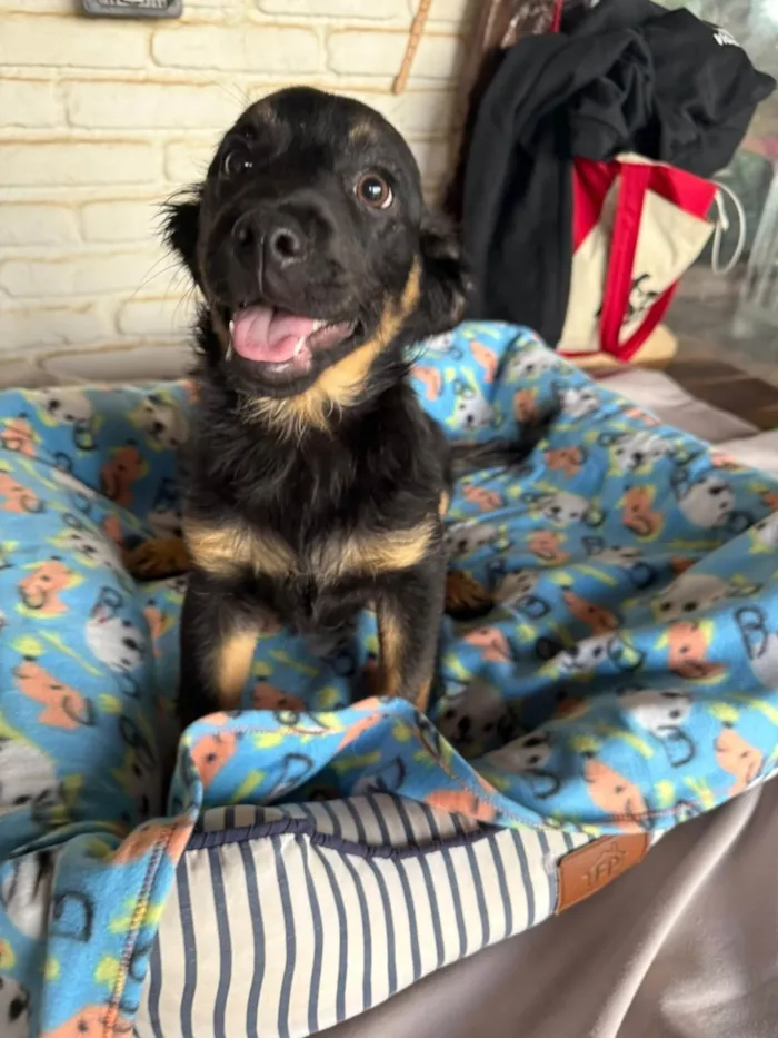 Cachorro ra a SRD-ViraLata idade 2 a 6 meses nome Lipe 