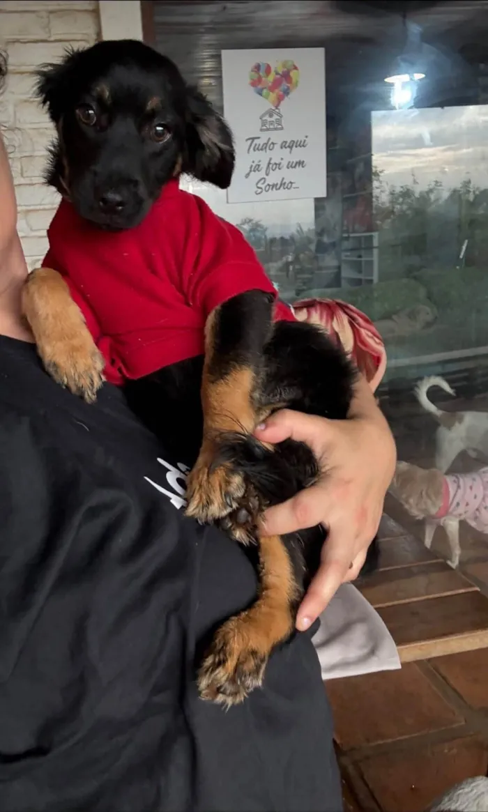 Cachorro ra a SRD-ViraLata idade 2 a 6 meses nome Lipe 
