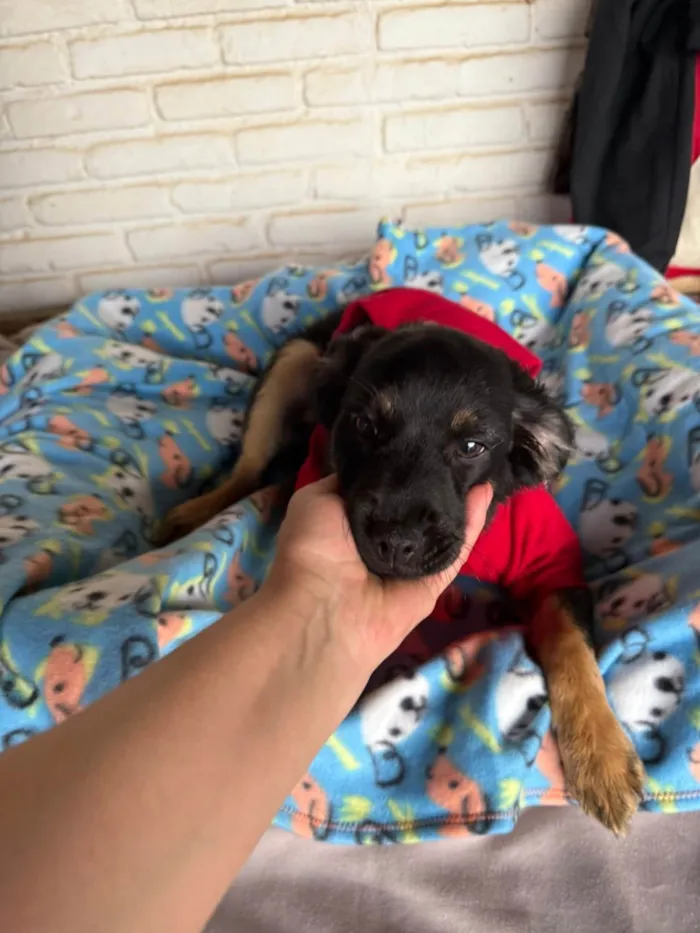 Cachorro ra a SRD-ViraLata idade 2 a 6 meses nome Lipe 