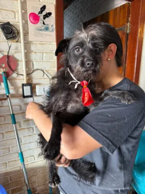 Cachorro raça SRD-ViraLata idade 1 ano nome Igor 