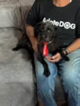 Igor