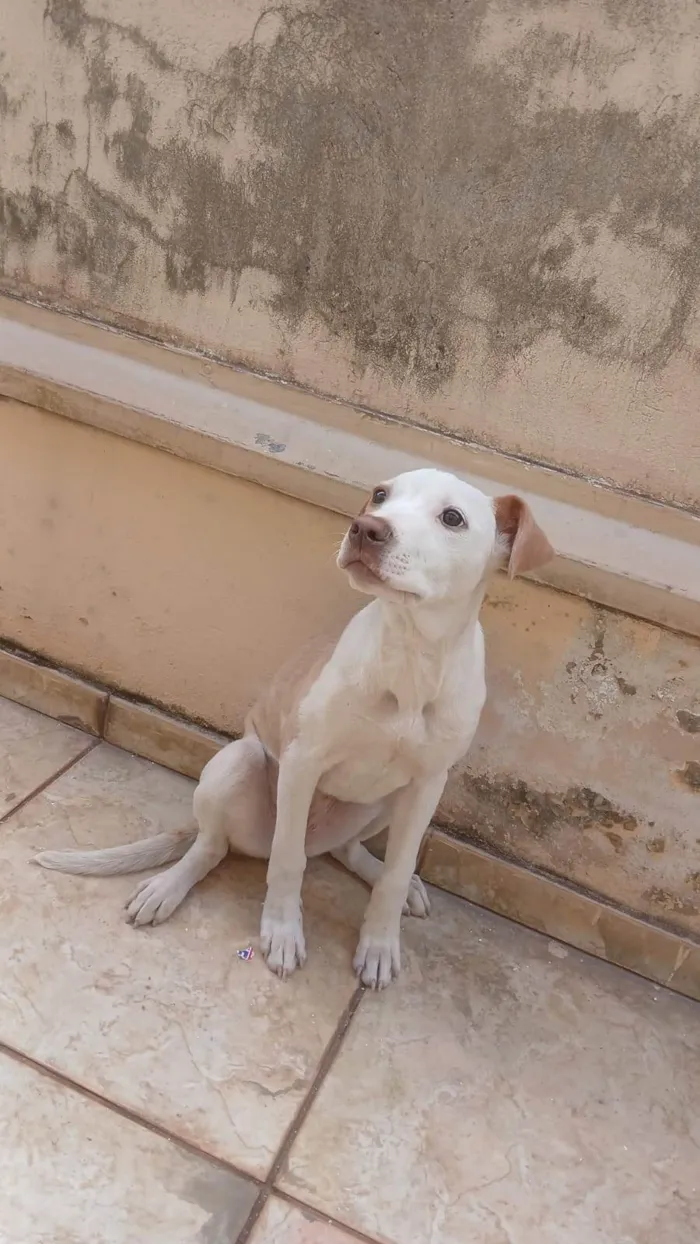 Cachorro ra a SRD-ViraLata idade Abaixo de 2 meses nome sem nome