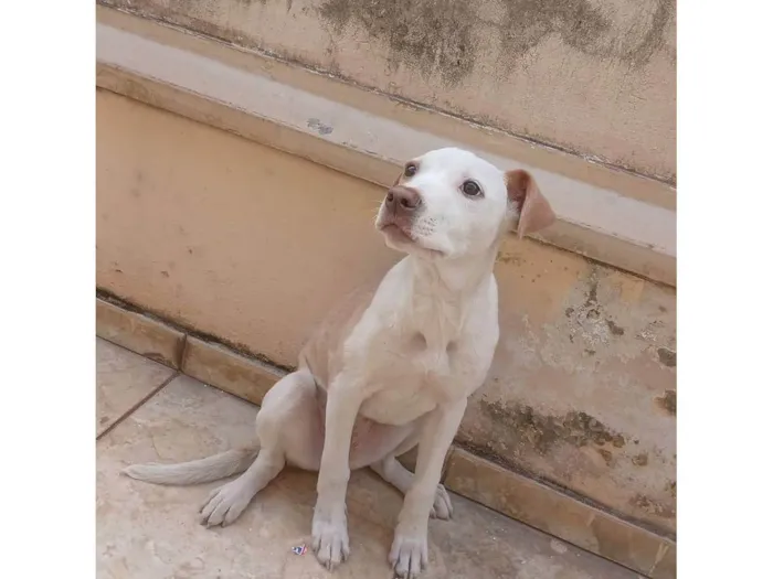 Cachorro ra a SRD-ViraLata idade Abaixo de 2 meses nome sem nome