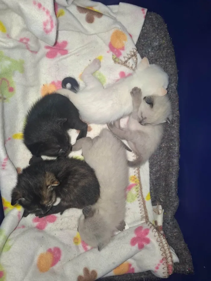 Gato ra a SRD-ViraLata idade Abaixo de 2 meses nome Gatos filhotes 