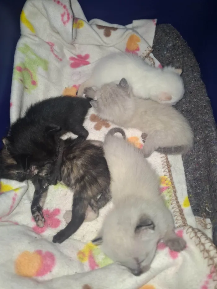 Gato ra a SRD-ViraLata idade Abaixo de 2 meses nome Gatos filhotes 