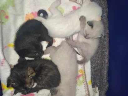 Gato raça SRD-ViraLata idade Abaixo de 2 meses nome Gatos filhotes 