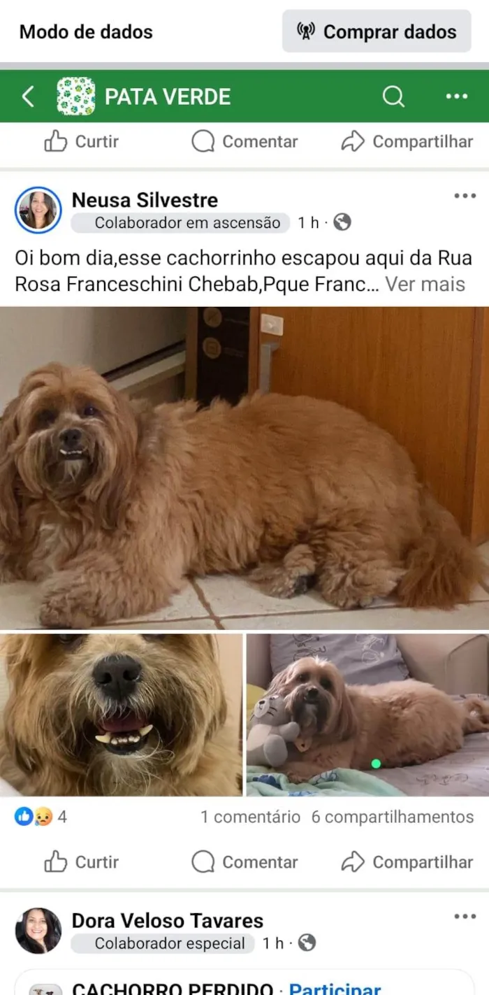 Cachorro ra a Lhasa Apso idade 6 ou mais anos nome Pelúcio 