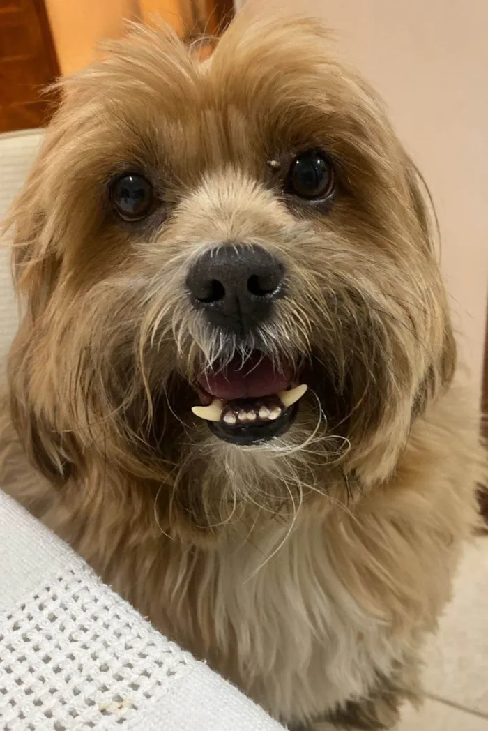 Cachorro ra a Lhasa Apso idade 6 ou mais anos nome Pelúcio 