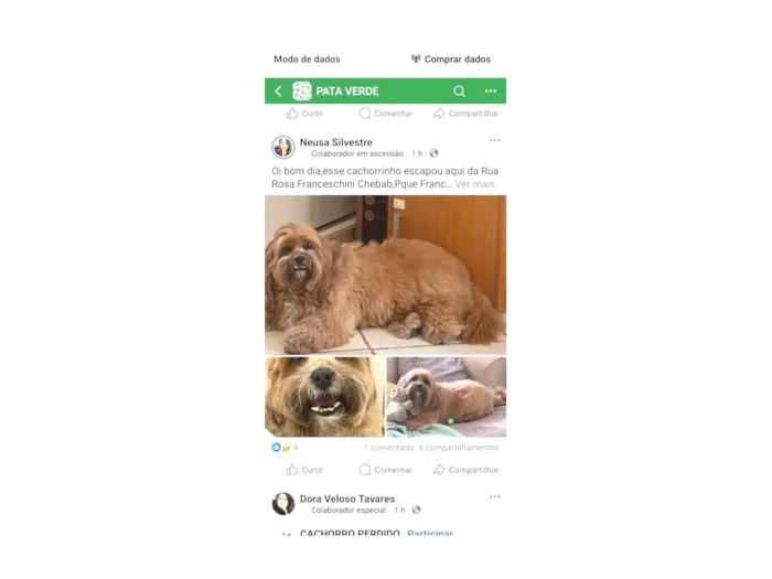Cachorro ra a Lhasa Apso idade 6 ou mais anos nome Pelúcio 