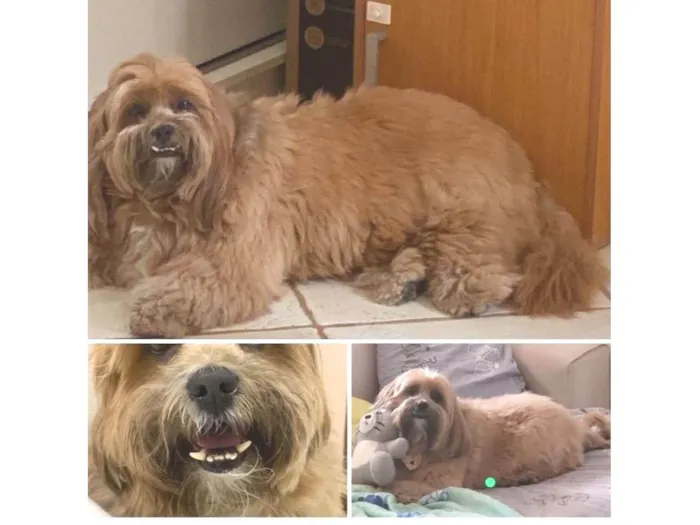 Cachorro ra a Lhasa Apso idade 6 ou mais anos nome Pelúcio 