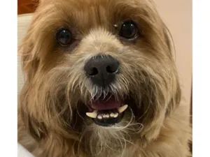 Cachorro raça Lhasa Apso idade 6 ou mais anos nome Pelúcio 